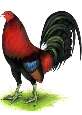 background rooster
