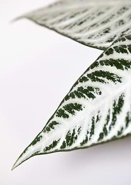 Zebra Plant Leaves