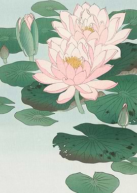 Water Lily