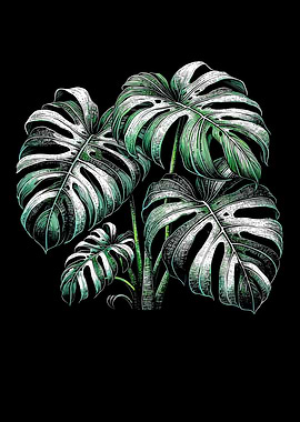 Variegated Monstera