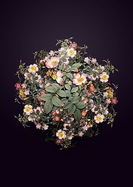 Short Styled Field Rose