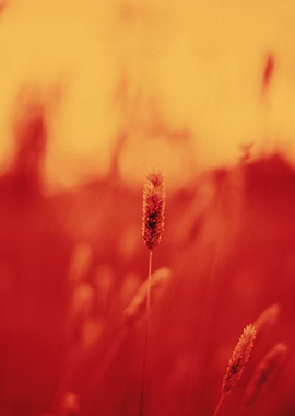 In The Rye