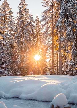 Winter Forest Sunrise