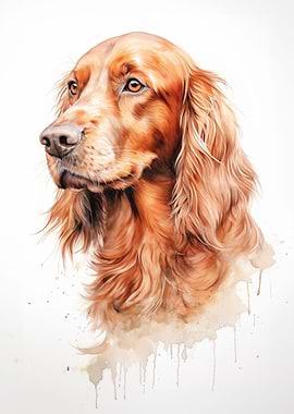 Irish Setter