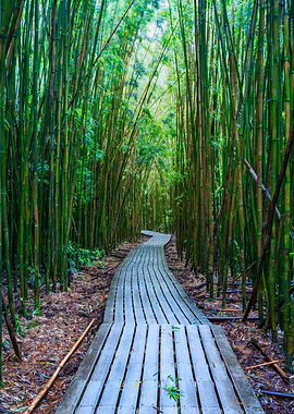 Bamboo grove Maui Hawaii