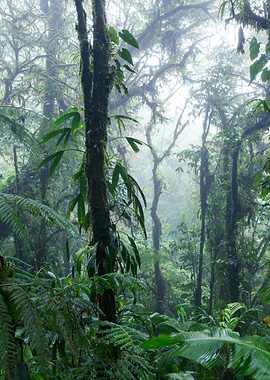 Cloud forest Costa Rica