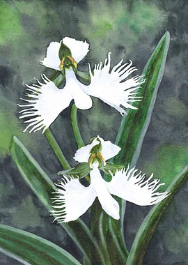 White egret orchids