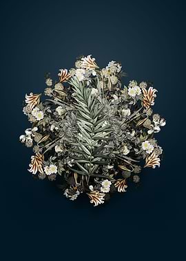 Whorled Solomons Seal