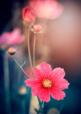 Pink flower in the meadow