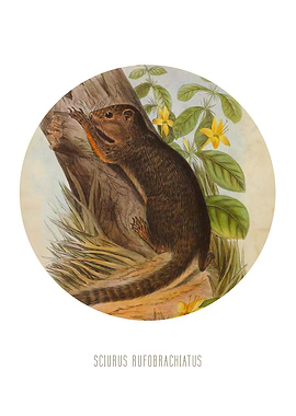 Squirrel Print