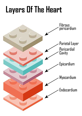 Layers of the Heart