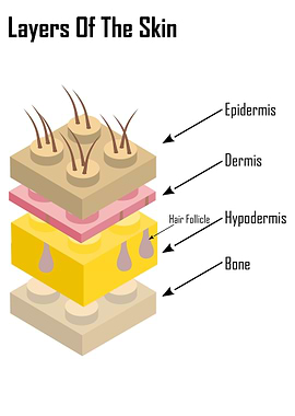 Layers of the Skin