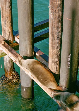 California Sea Lions Retro