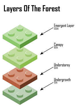 Layers of the Forest