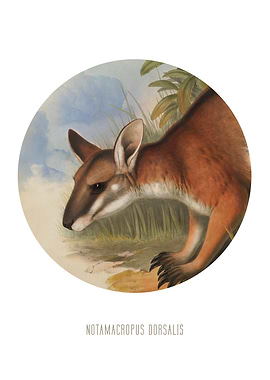 Blackstriped wallaby Print