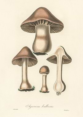 Agaricus Bulbosus 1