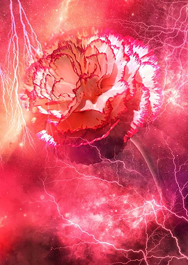 Carnation No Planets