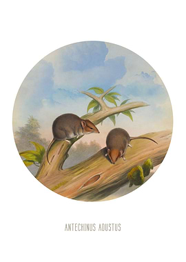 Tropical antechinus Print