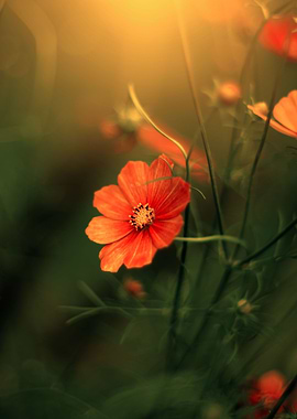 Red and orange flowers