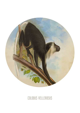 Primate Print
