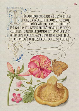 Mira Calligraphiae