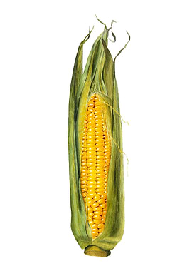 Corn