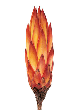 Protea bud