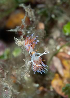 Underwater Nudibranchs