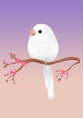 Albino quaker parrot