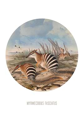 Numbat Print