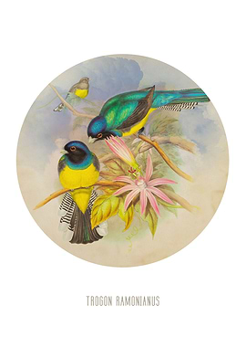 Amazonian trogon Print