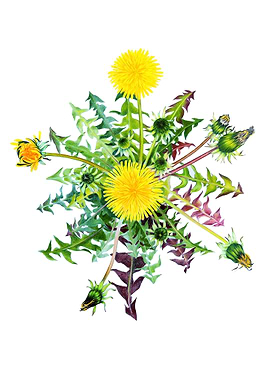 Dandelion