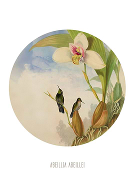 Emeraldchinned hummingbird