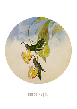 White tipped sicklebill