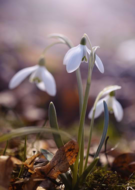 White snowdrop flowers