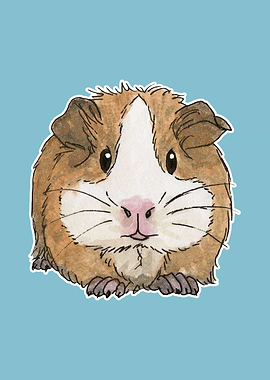 Tan guinea pig