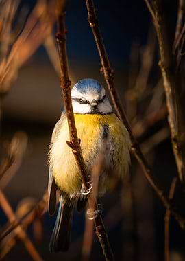 Morning Glow on Blue Tit