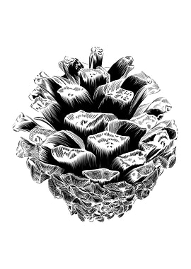 Pine cone