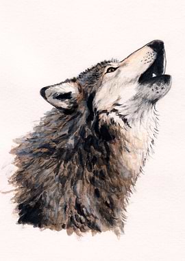 Grey wolf