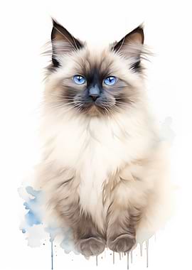 Birman Cat portrait