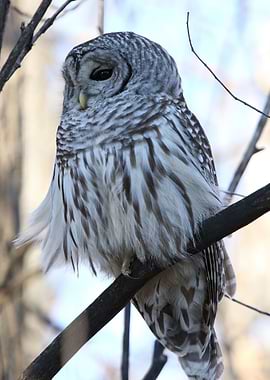 Barred owl