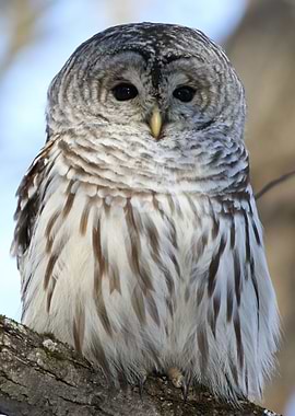 Barred owl goddess