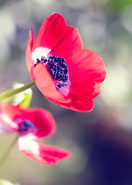 Spring red anemone flowers