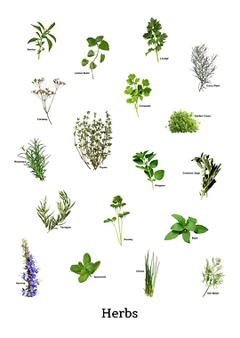 Herbs