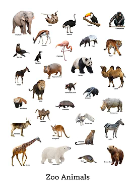 Zoo Animals
