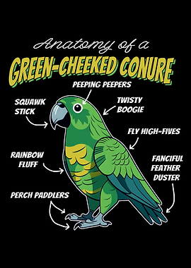 Green Cheeked Conure