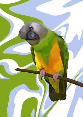 Senegal Parrot