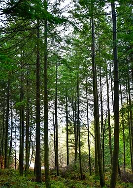 Scotland Forest