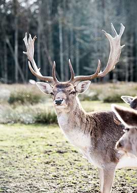Stag in the Forest 3