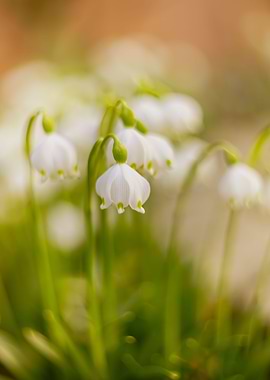 Spring day white snowdrops